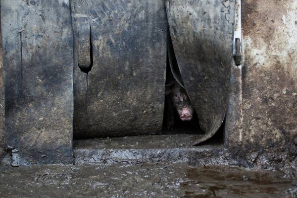 Photograph Gert Van Den Bosch The Dirty Little Piglet on One Eyeland